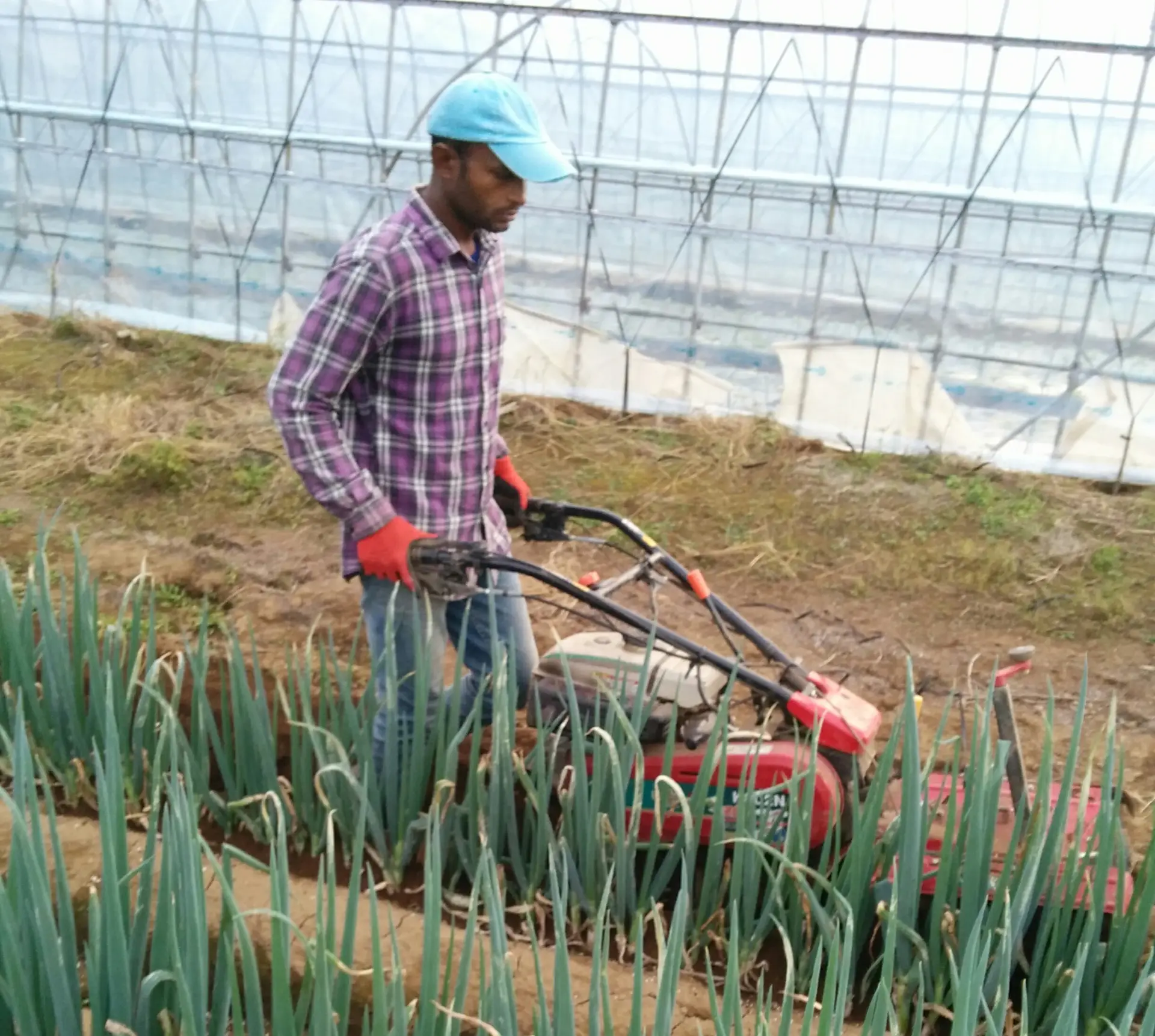 Agriculture workplace in Japan